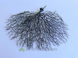 SP0149-S93 Artificial Coral Reef Plant Black 50cm (W) x 45cm (H) | ARTISTIC GREENERY