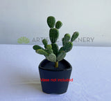 SP0280 Pear Cactus 19cm Green