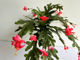 SP0449 Artificial Schlumbergera / Christmas Cactus 46cm | ARTISTIC GREENERY 