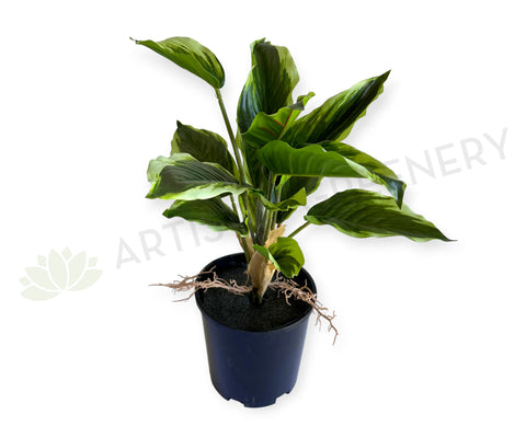 SP0461L Artificial Variegated Arrowroot Large 40cm | ARTISTIC GREENERY