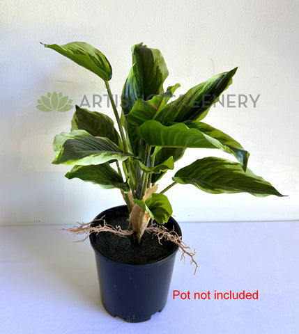 variegated arrowroot plant indoor SP0461L Artificial Variegated Arrowroot Large 40cm