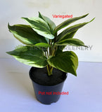 SP0461S Arrowroot Plant 31cm 2 Styles