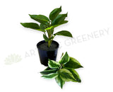 SP0461S Arrowroot Plant 31cm 2 Styles