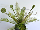SP0467 Artificial Silver Fern Bunch 56cm Green | ARTISTIC GREENERY