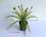SP0467 Artificial Silver Fern Bunch 56cm Green | ARTISTIC GREENERY