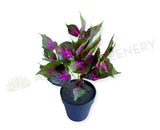 SP0477 Coleus Bunch 34cm Purple