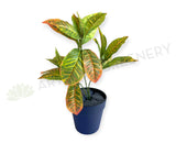 SP0478 Artificial Red Croton Plant 43cm | ARTISTIC GREENERY WA