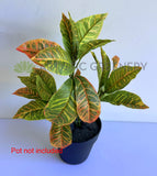SP0478 Artificial Red Croton Plant 43cm | ARTISTIC GREENERY WA