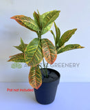 SP0478 Artificial Red Croton Plant 43cm | ARTISTIC GREENERY WA