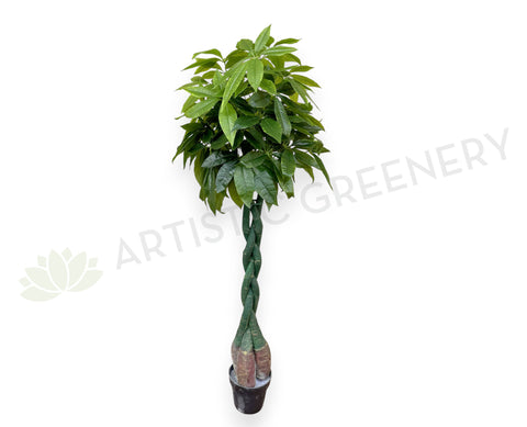 umbrella plant vs money tree T0006NEW-S89 Pachira Umbrella (aka Money Tree & Chestnut Plant) 140cm