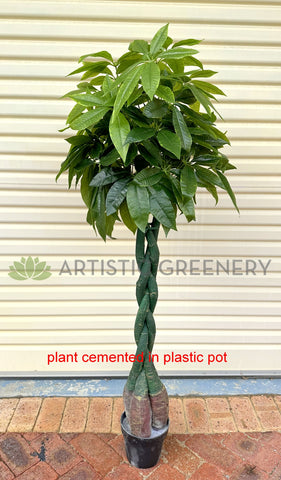 umbrella plant vs money tree T0006NEW-S89 Pachira Umbrella (aka Money Tree & Chestnut Plant) 140cm