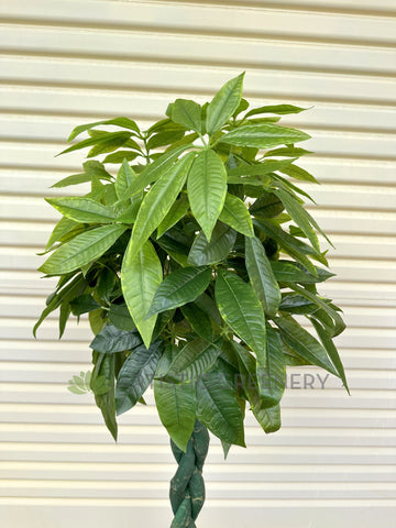 umbrella money tree T0006NEW-S89 Pachira Umbrella (aka Money Tree & Chestnut Plant) 140cm