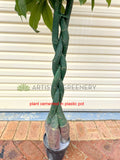 T0006NEW-S89 Pachira Umbrella (aka Money Tree & Chestnut Plant) 140cm
