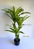 T0170 Dracena Plant Available in 3 Sizes 120 / 150 / 180cm