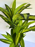 T0170 Dracena Plant Available in 3 Sizes 120 / 150 / 180cm