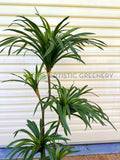 T0173-130 Dracaena Marginata Yucca 130cm Plain Green