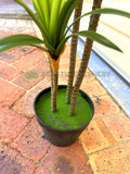 T0173-130 Dracaena Marginata Yucca 130cm Plain Green