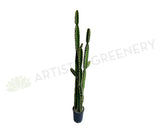 T0181 Artificial Pleated Cereus (Queen-of-the-night) Cereus Jamacaru 184cm  | ARTISTIC GREENERY