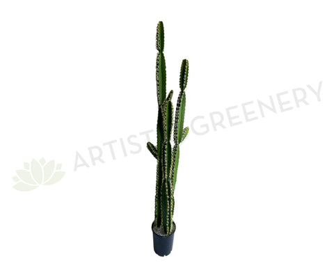 T0181 Artificial Pleated Cereus (Queen-of-the-night) Cereus Jamacaru 184cm  | ARTISTIC GREENERY