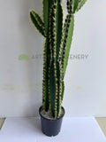 T0181 Artificial Pleated Cereus (Queen-of-the-night) Cereus Jamacaru 184cm  | ARTISTIC GREENERY