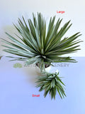 T0187 Artificial Agave / Angustifolia / Yucca 2 Sizes | ARTISTIC GREENERY
