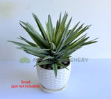 Small - T0187 Artificial Agave / Angustifolia / Yucca 2 Sizes | ARTISTIC GREENERY