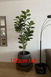 T0169 Fiddle Fig Leaf Tree Available in 3 Sizes 120 / 160 / 180cm