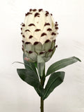 F0133 Protea Neriifolia Single Stem 74cm Red / Peach / White / Green