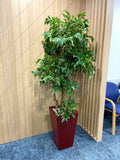 SKG Radiology Subiaco - Flower Arrangement & Artificial Plants in Pots | ARTISTIC GREENERY