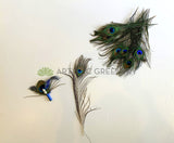 ACC0044P Peacock Feather 20-30cm