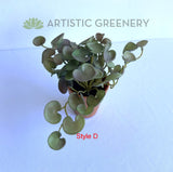 Style D - ACC0110 Faux Small Potted Succulent 15cm 9 Styles | ARTISTIC GREENERY 
