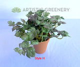 Style H - ACC0110 Faux Small Potted Succulent 15cm 9 Styles | ARTISTIC GREENERY 