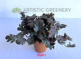 Style I - ACC0110 Faux Small Potted Succulent 15cm 9 Styles | ARTISTIC GREENERY 