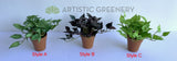 ACC0110 Small Potted Succulent 15cm 9 Styles