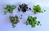 ACC0110 Small Potted Succulent 15cm 9 Styles