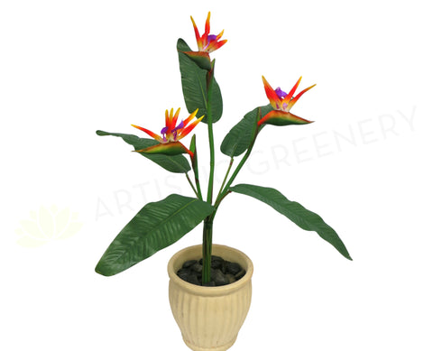 Bird of Paradise Plant Set 90cm