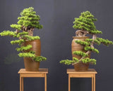 BON001 Artificial High Quality Bonsai / Fake Bonsai 60-70cm Tall Australia | ARTISTIC GREENERY