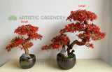 BON002 Artificial Bonsai - Red Maple - High Quality 2 Sizes