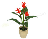 Bromeliad Plant