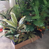 Broome Boulevard Shopping Centre - Pre-installed Artificial Plants for Planter Boxes