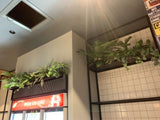 Burger 101 Rockingham - Artificial Plants for Display / Shelves | ARTISTIC GREENERY