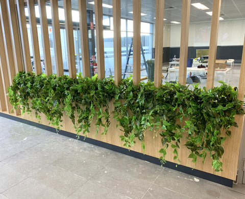 Coles Distribution Centre Canteen Kewdale  - Hanging Greenery for Built-in Planters