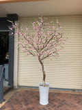 Aquarium Seafood Chinese Restaurant (Ascot) - Artificial Pink Blossom Tree