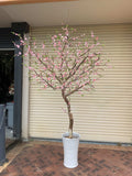 Pink Blossom Tree 190cm Tall (made-to-order)