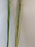 DS0004 Foxtail Weed Grass 180cm 2 Styles | ARTISTIC GREENERY
