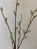 DS0044N Pussy Willow 96cm