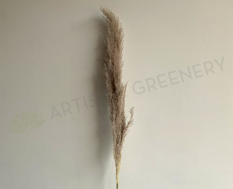 DS0054 Natural Dried Pampa Grass 160cm | ARTISTIC GREENERY