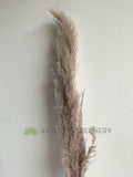 DS0054 Natural Dried Pampa Grass 160cm | ARTISTIC GREENERY