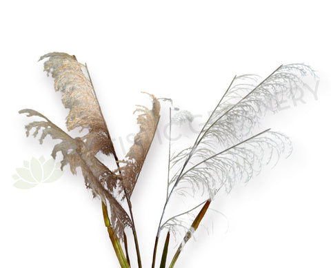 DS0059 Artificial Common Reed 132cm Brown / White | ARTISTIC GREENERY