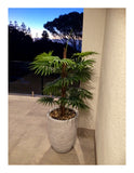 Artificial Plants Indoors & Outdoors - Suburban Home Perth
